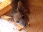Cachorro raça Viralata com jackrussel idade 2 a 6 meses nome Chocolate e tode