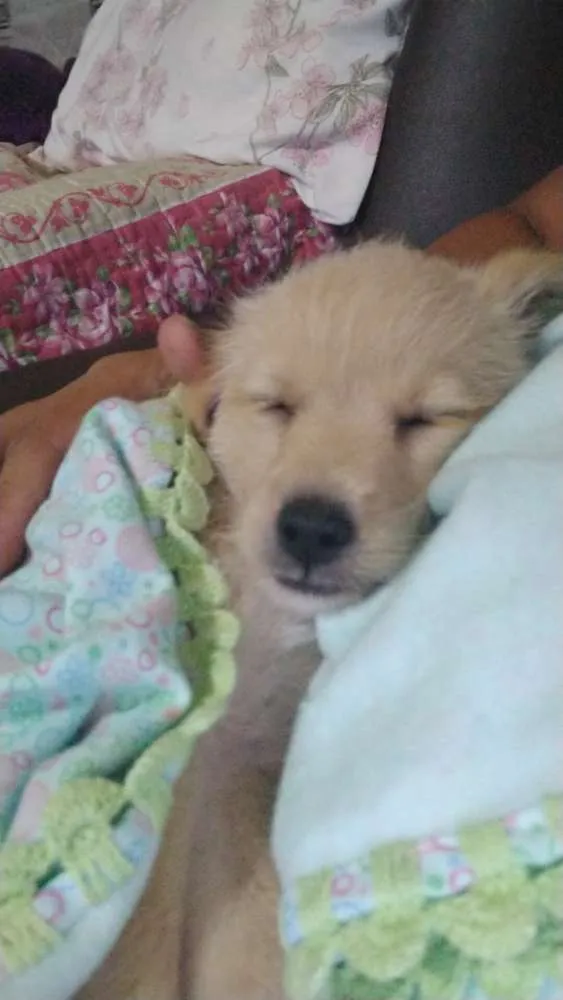 Cachorro ra a SRD idade 2 a 6 meses nome Luna