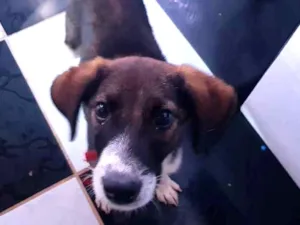 Cachorro raça Sd idade 2 a 6 meses nome Rex