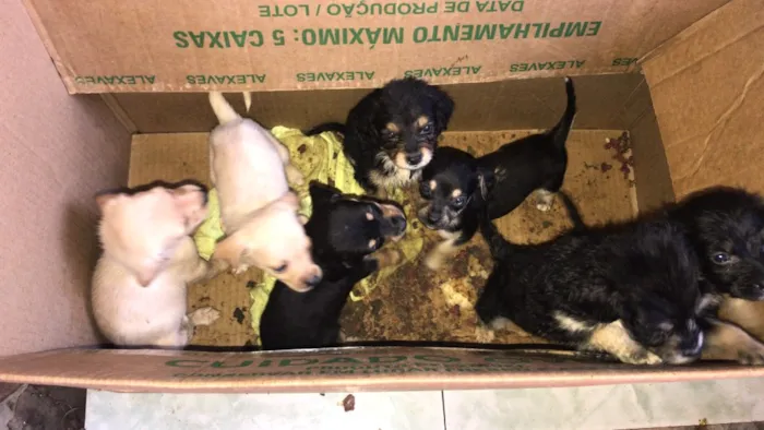 Cachorro ra a Cofape  idade Abaixo de 2 meses nome Leleco,lili,duani,