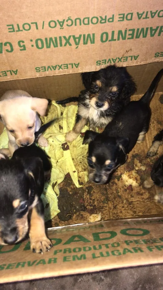 Cachorro ra a Cofape  idade Abaixo de 2 meses nome Leleco,lili,duani,