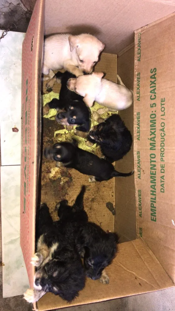 Cachorro ra a Cofape  idade Abaixo de 2 meses nome Leleco,lili,duani,