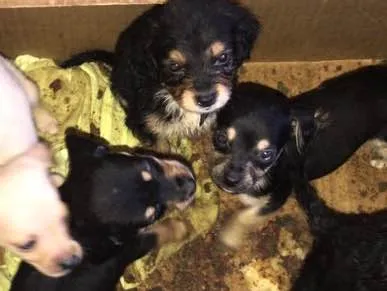 Cachorro ra a Cofape  idade Abaixo de 2 meses nome Leleco,lili,duani,