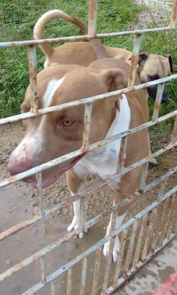 Cachorro raça Pitt Bull  idade 2 anos nome Taurus