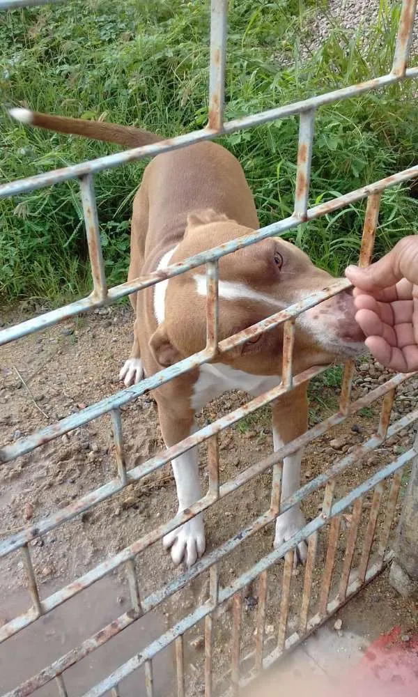 Cachorro raça Pitt Bull  idade 2 anos nome Taurus