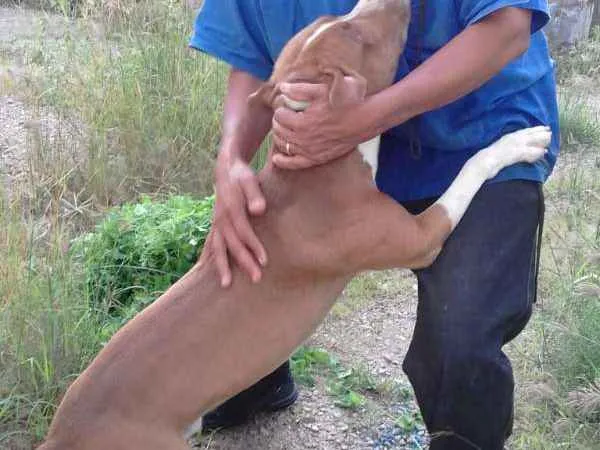 Cachorro raça Pitt Bull  idade 2 anos nome Taurus