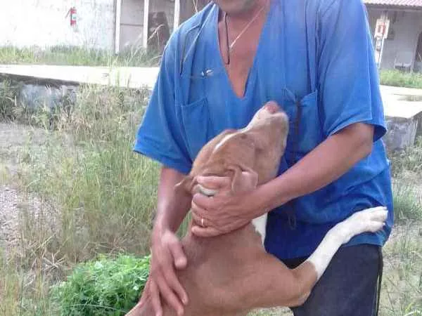 Cachorro raça Pitt Bull  idade 2 anos nome Taurus