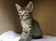 Simba