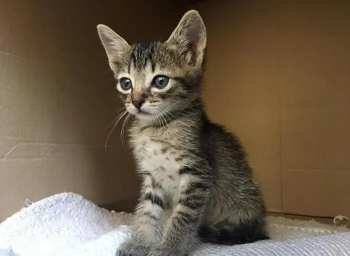 Gato ra a  idade 2 a 6 meses nome Simba