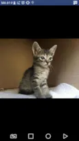 Simba