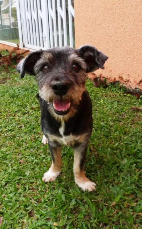 Cachorro ra a srd idade 6 ou mais anos nome Toquinho