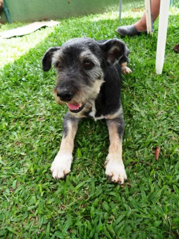 Cachorro ra a srd idade 6 ou mais anos nome Toquinho