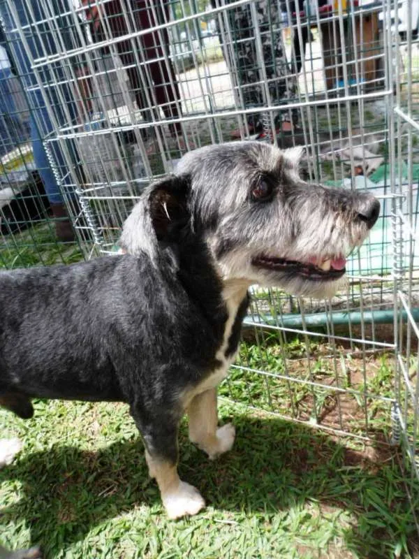Cachorro ra a srd idade 6 ou mais anos nome Toquinho