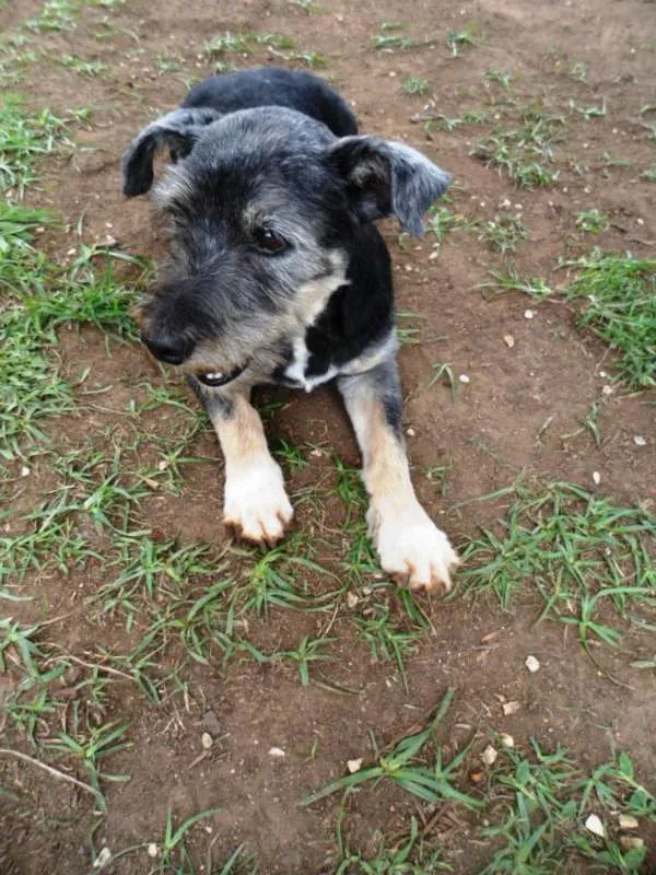Cachorro ra a srd idade 6 ou mais anos nome Toquinho