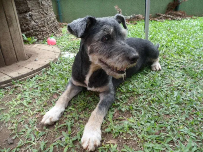 Cachorro ra a srd idade 6 ou mais anos nome Toquinho