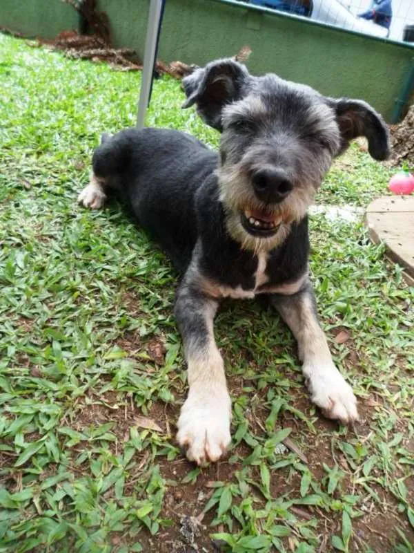 Cachorro ra a srd idade 6 ou mais anos nome Toquinho