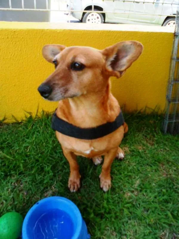 Cachorro ra a SRD idade 4 anos nome Cacau