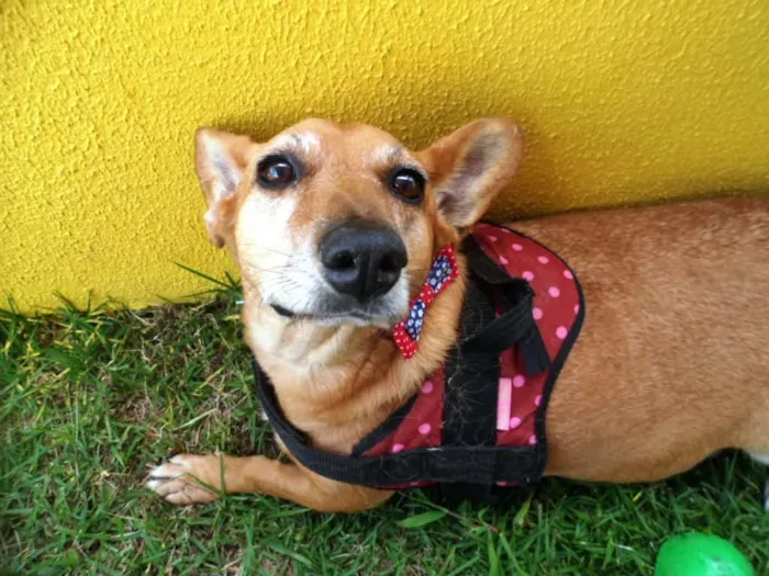 Cachorro ra a SRD idade 4 anos nome Cacau