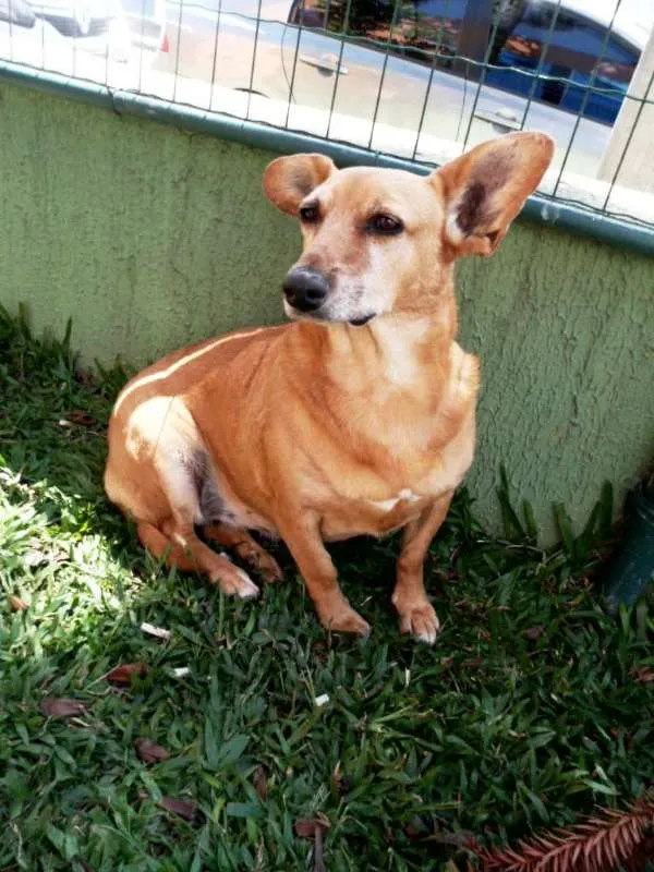 Cachorro ra a SRD idade 4 anos nome Cacau