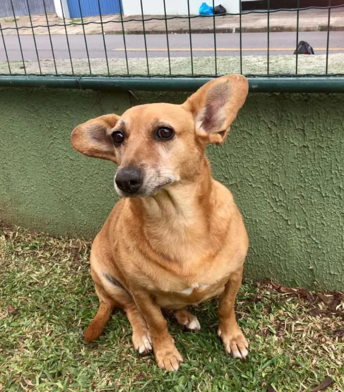 Cachorro ra a SRD idade 4 anos nome Cacau