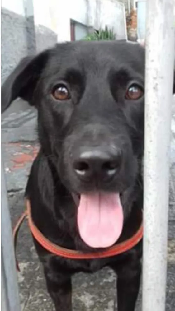 Cachorro ra a Srd idade 2 anos nome Felipe