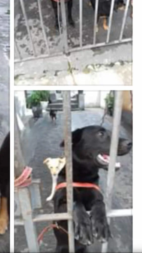 Cachorro ra a Srd idade 2 anos nome Felipe