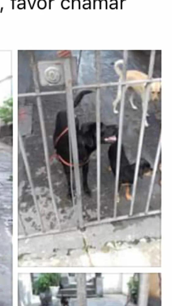 Cachorro ra a Srd idade 2 anos nome Felipe