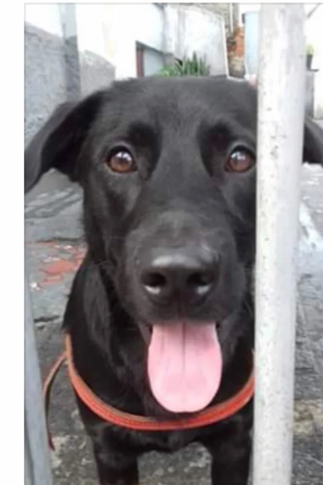 Cachorro ra a Srd idade 2 anos nome Felipe