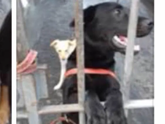 Cachorro ra a Srd idade 2 anos nome Felipe