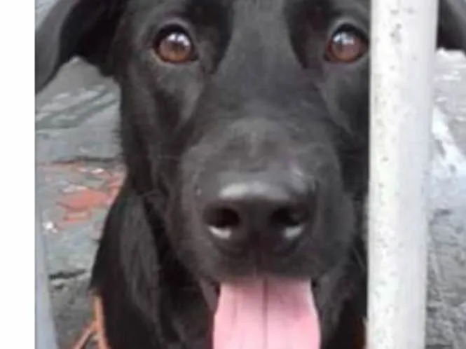 Cachorro ra a Srd idade 2 anos nome Felipe