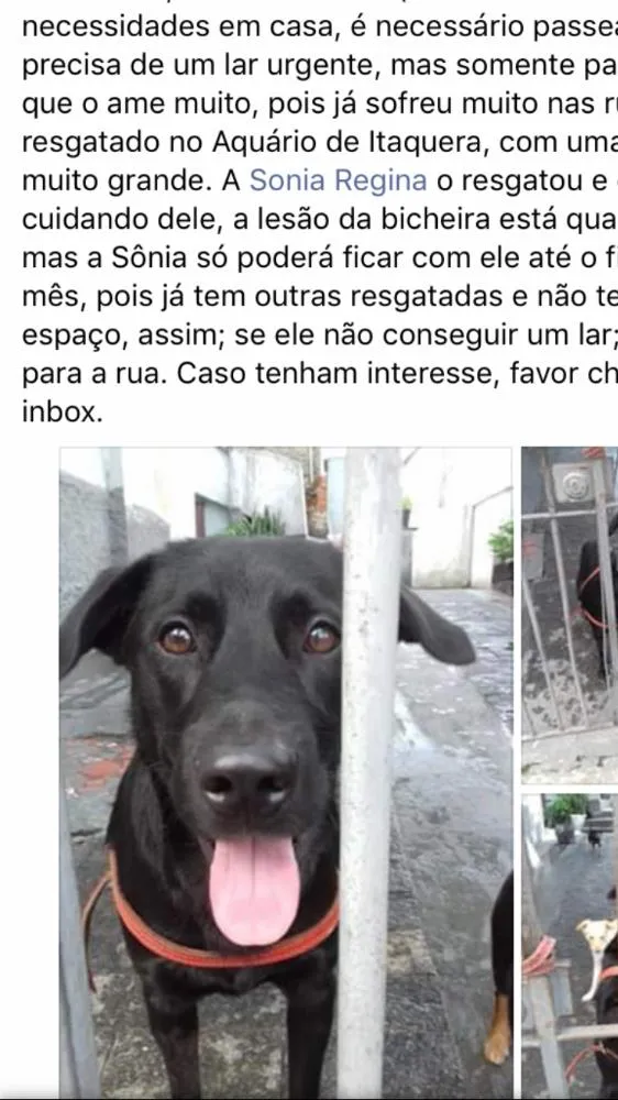 Cachorro ra a Srd idade 2 anos nome Felipe