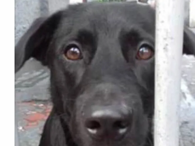 Cachorro ra a Srd idade 2 anos nome Felipe
