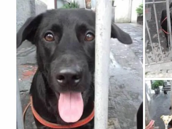 Cachorro ra a Srd idade 2 anos nome Felipe