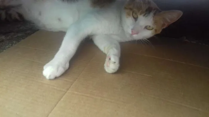 Gato ra a raça indefinida idade 1 ano nome sem nome