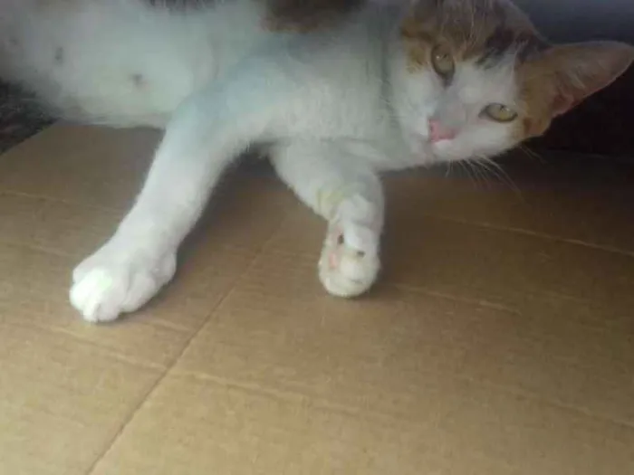 Gato ra a raça indefinida idade 1 ano nome sem nome