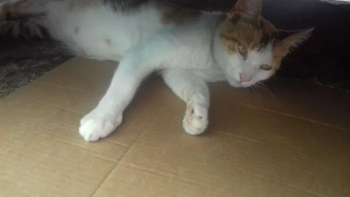 Gato ra a raça indefinida idade 1 ano nome sem nome