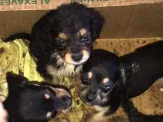 Cachorro ra a Cofape  idade Abaixo de 2 meses nome Leleco,lili,duani,