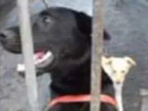 Cachorro raça Srd idade 2 anos nome Felipe