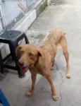 Clara adoção urgente
