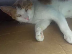Gato raça raça indefinida idade 1 ano nome sem nome