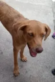 Clara adoção urgente