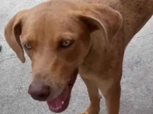 Cachorro raça Srd idade 7 a 11 meses nome Clara adoção urgente