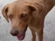 Clara adoção urgente