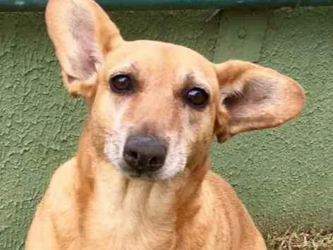 Cachorro ra a SRD idade 4 anos nome Cacau