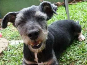 Cachorro raça srd idade 6 ou mais anos nome Toquinho