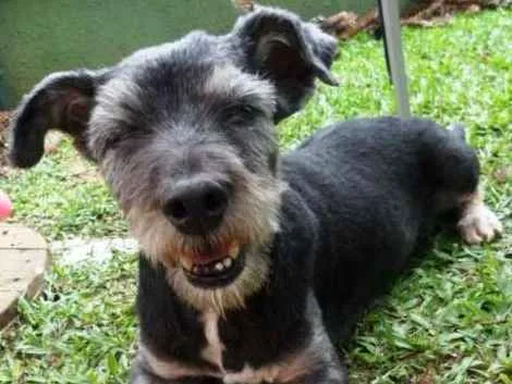 Cachorro ra a srd idade 6 ou mais anos nome Toquinho