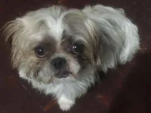 Cachorro raça shitzu idade 2 anos nome Luck