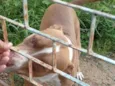 Taurus