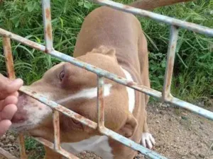 Cachorro raça Pitt Bull  idade 2 anos nome Taurus