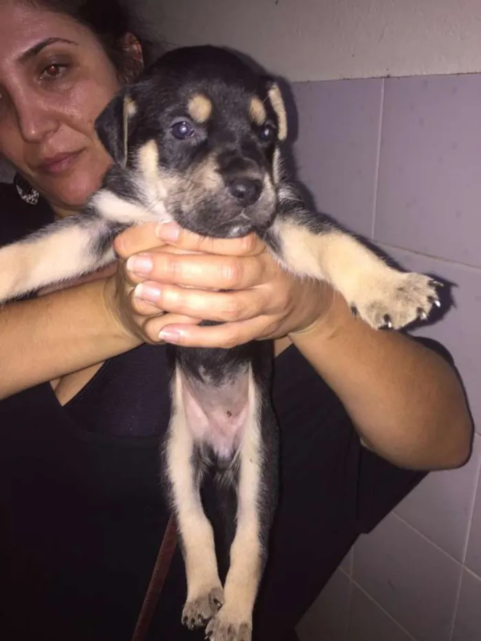 Cachorro ra a Mestiços idade Abaixo de 2 meses nome Filhotes